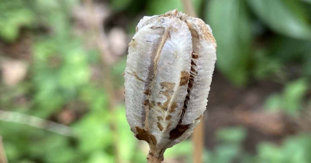 Fritillaria Seed head