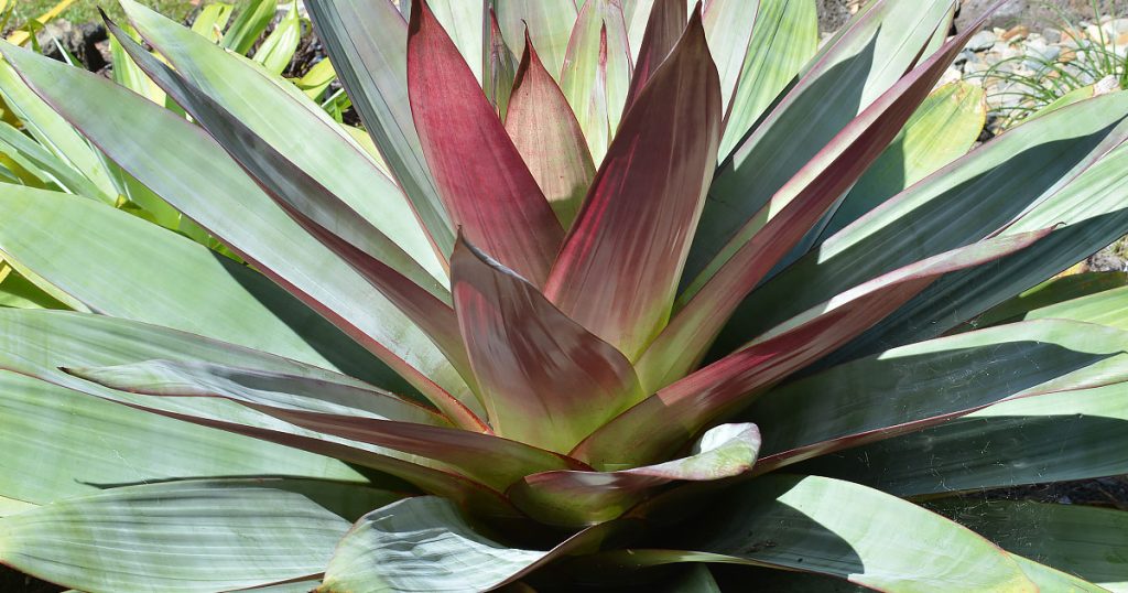 Alcantarea imperialis Rubra