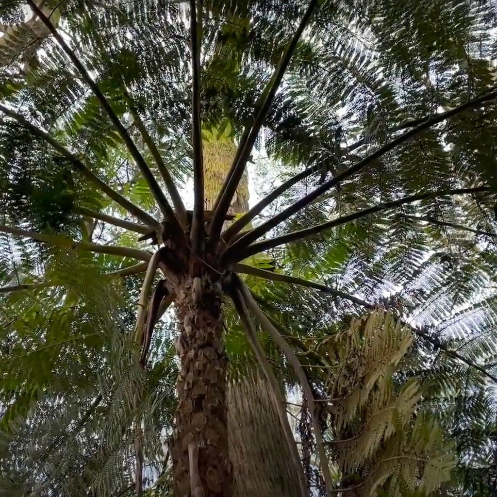 Australian Tree Fern Foliage