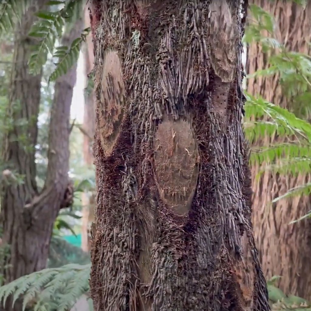 Australian Tree Fern Trunk or Stem