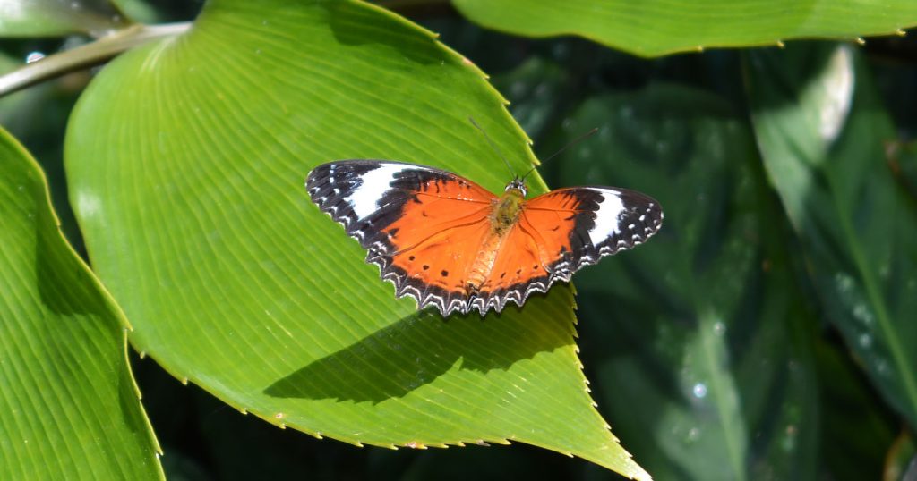 Butterfly Plants