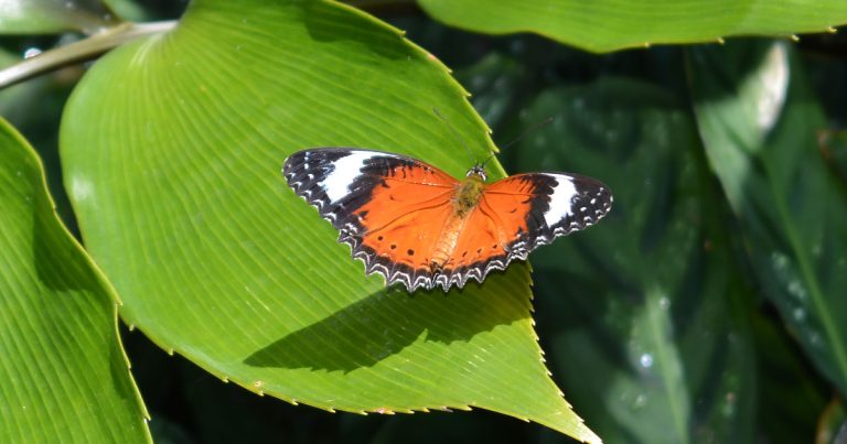 Butterfly Attracting Plants
