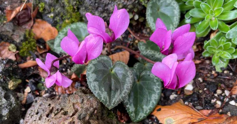 Cyclamen purpurascens