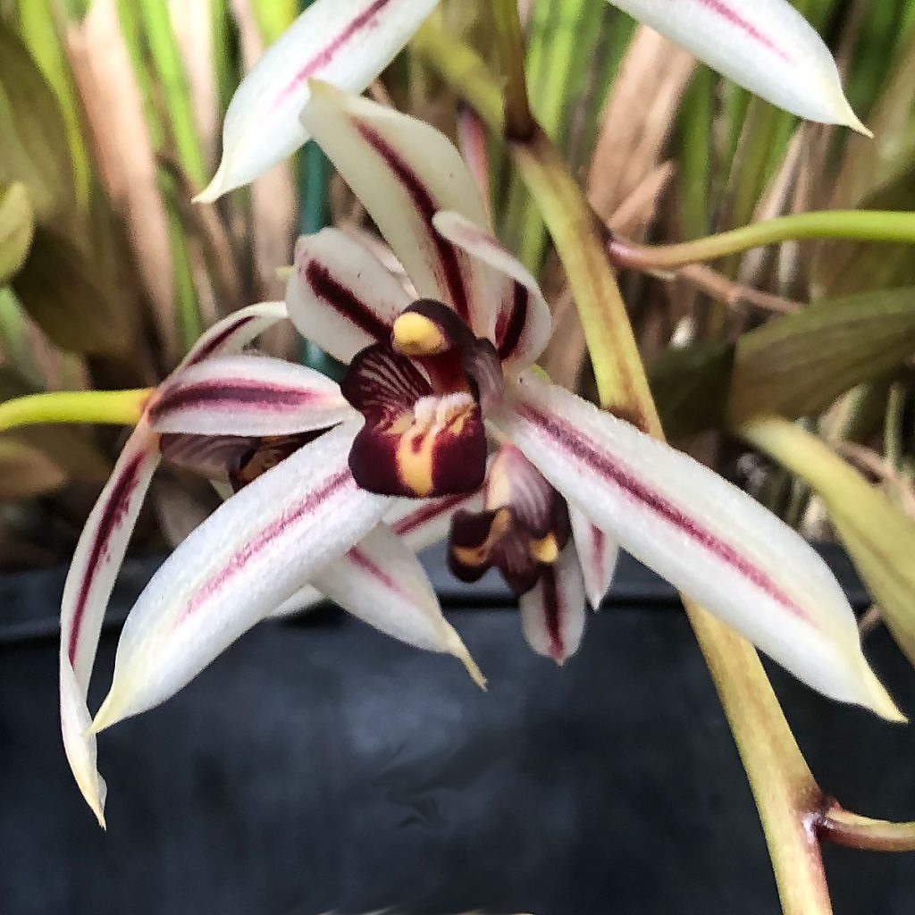 Cymbidium dayanum