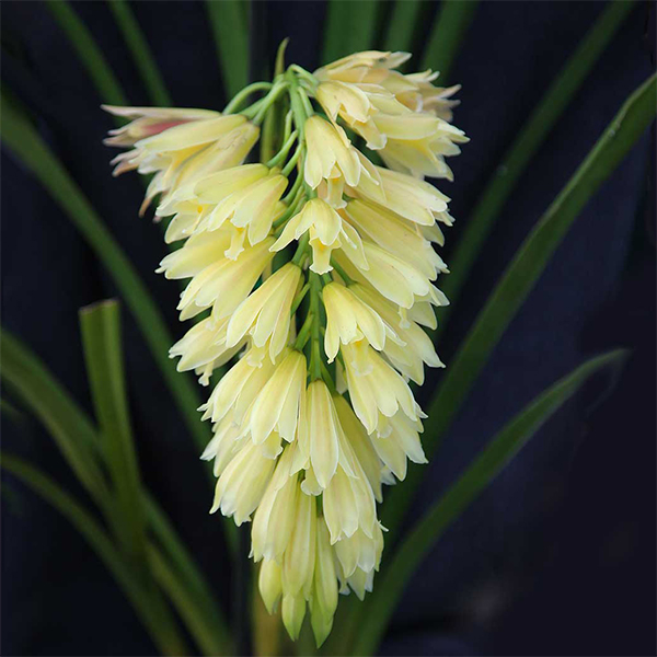 Cymbidium elegans