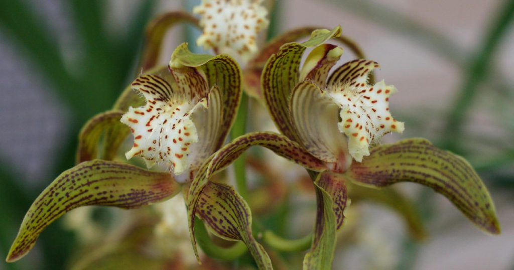 Cymbidium Orchid Species