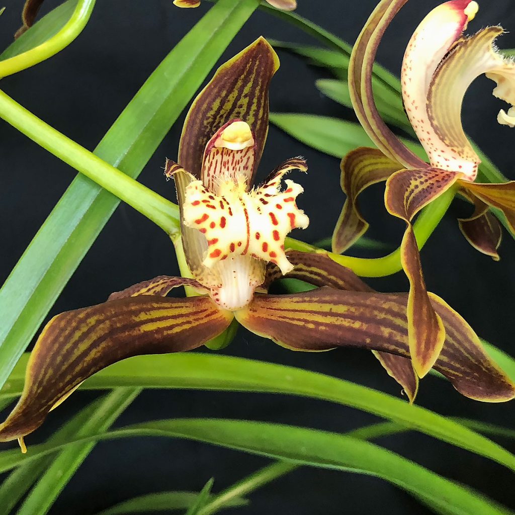 Cymbidium tracyanum