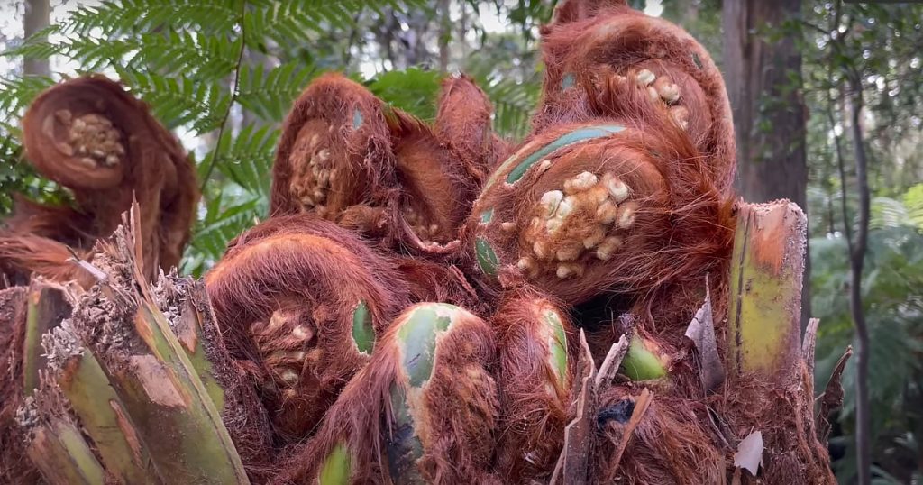 Dicksonia antarctica - Tasmanian Tree Fern