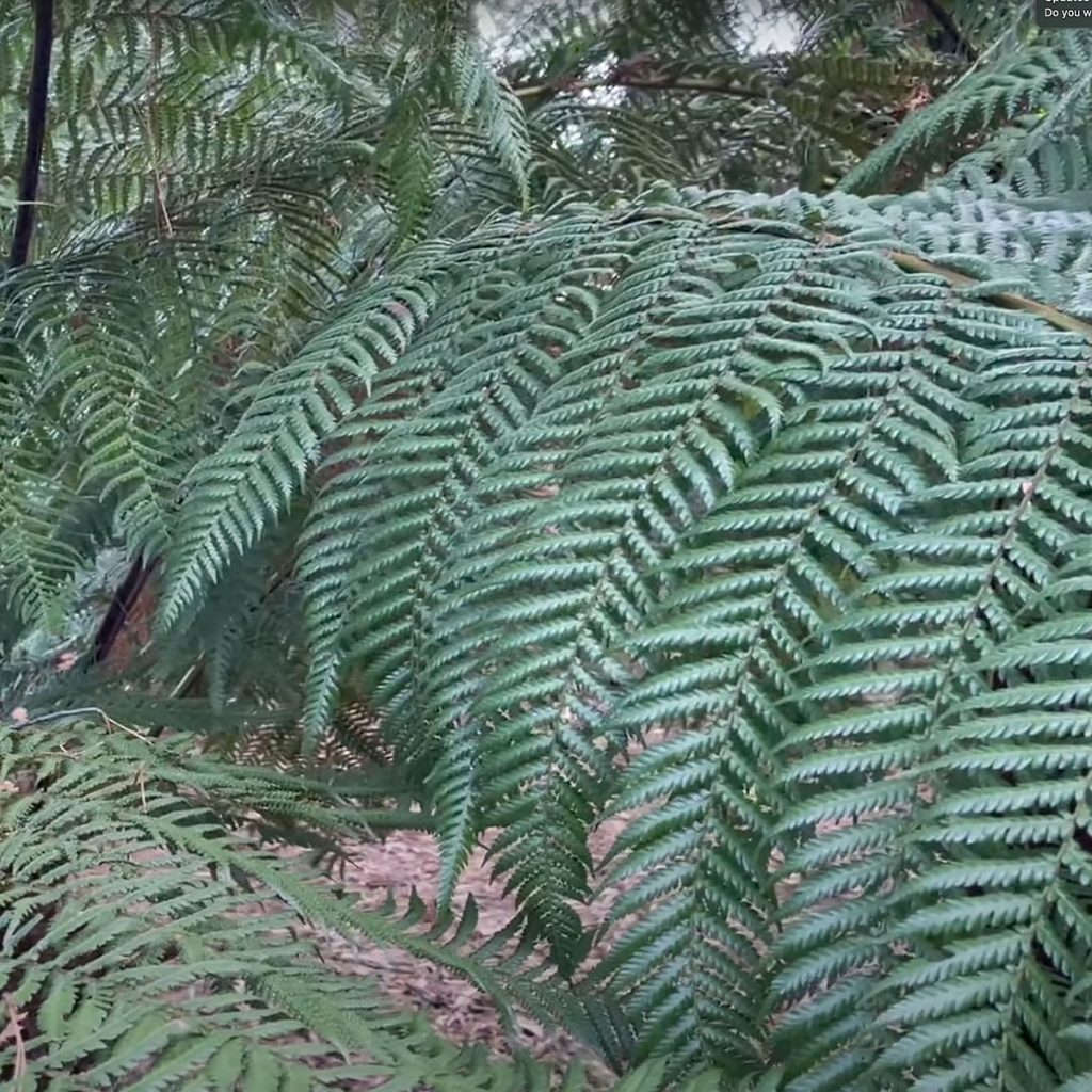 Dicksonia antarctica - Tasmanian Tree Fern (Foliage)