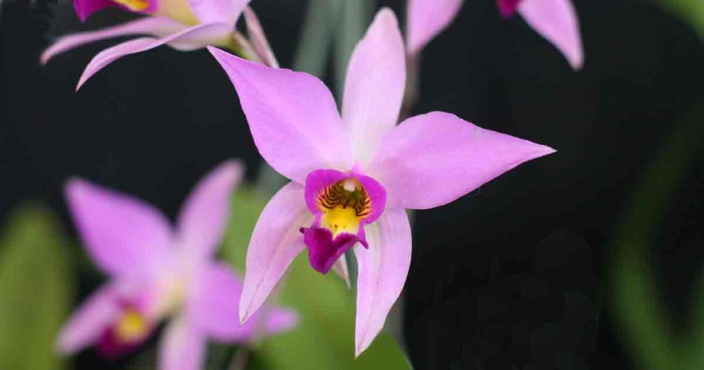 Laelia Orchid