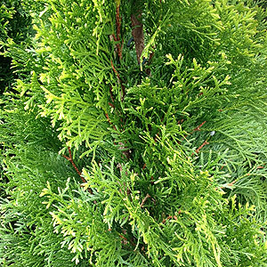 Thuja occidentalis - Green arborvitae