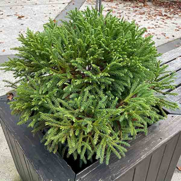 Cryptomeria japonica 'Globosa Nana' - Growing in Container