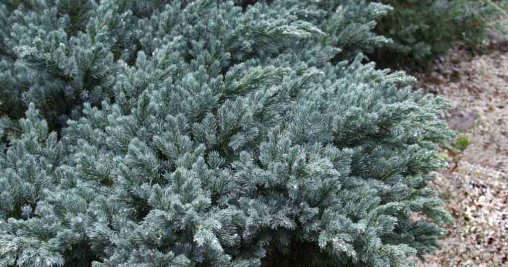 Juniperus Squamata 'Blue Star'