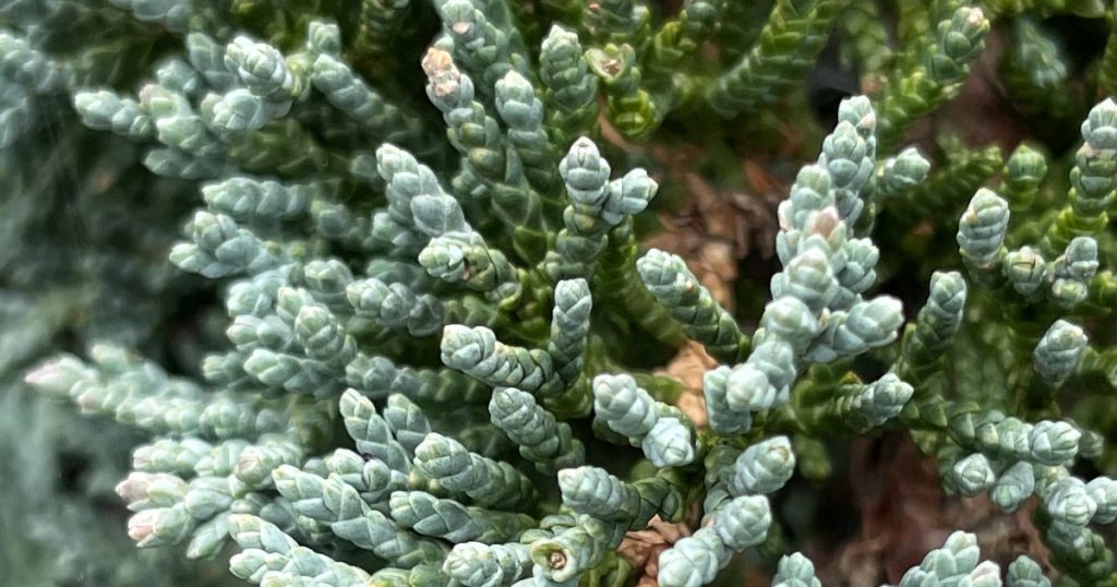 Juniperus horizontalis 'Icee Blue'