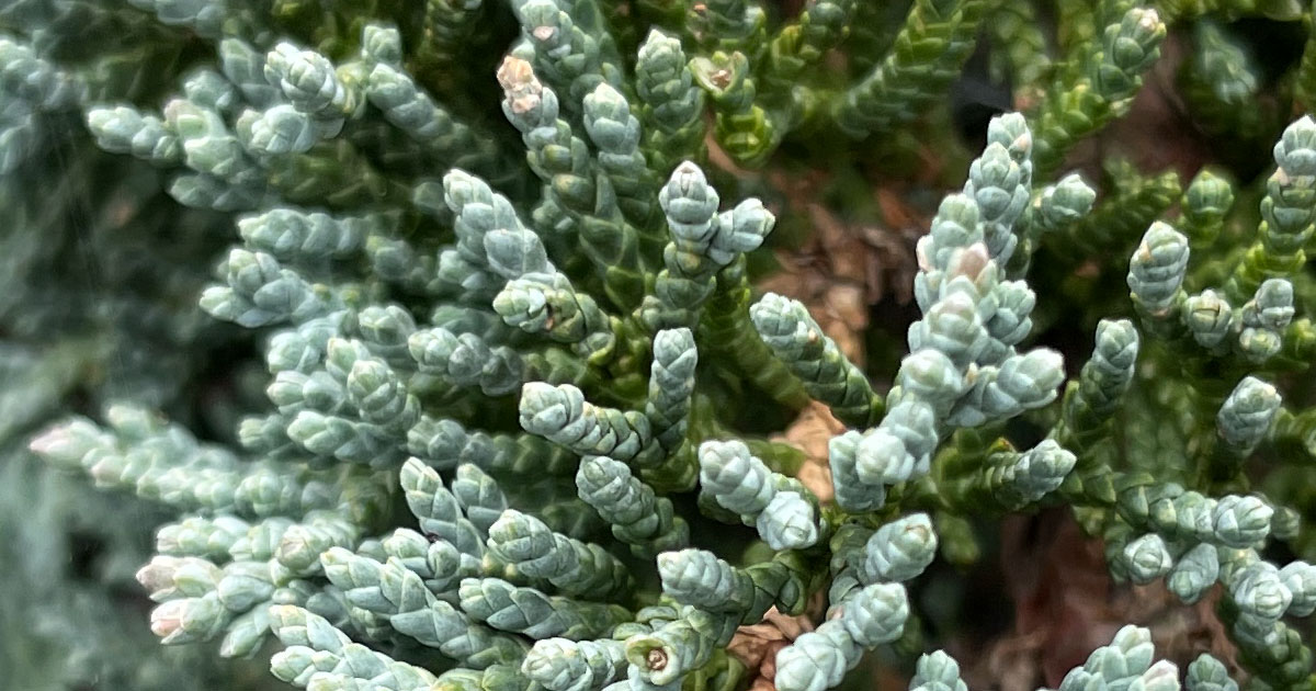 Juniperus horizontalis the Creeping juniper Varieties and Uses