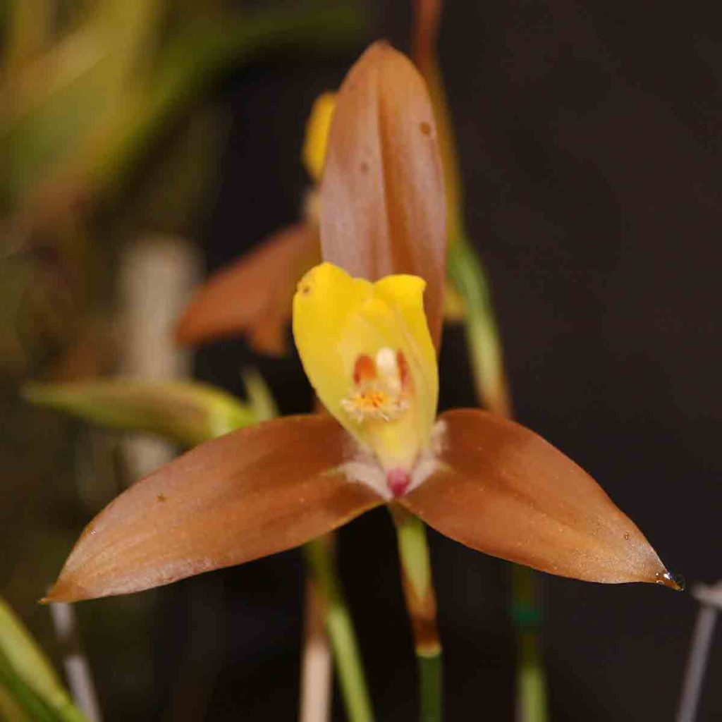 Lycaste lasioglossa