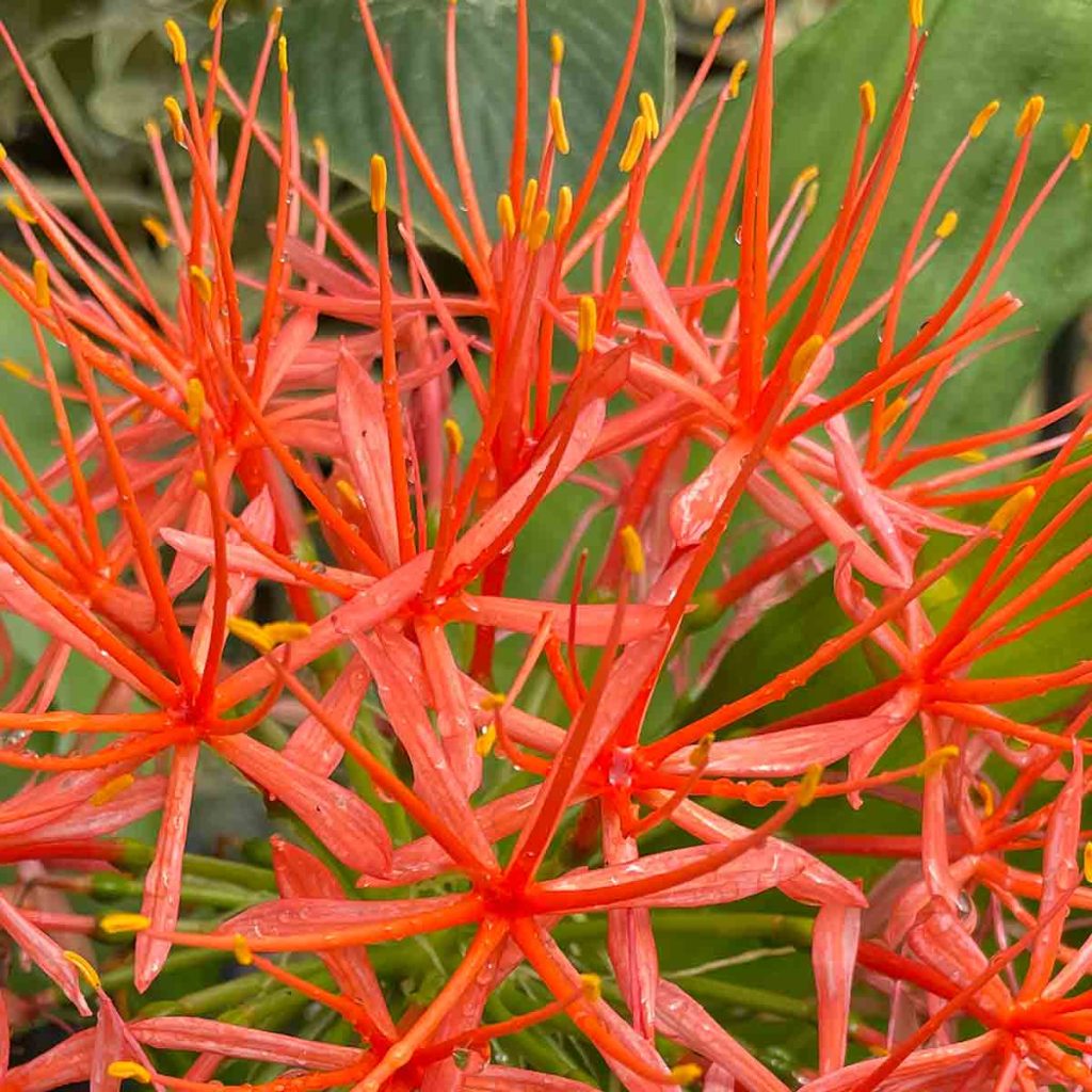 Scadoxus multiflorus katharinae - Flower Detail