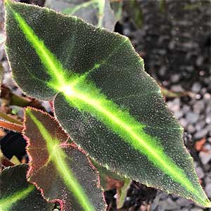 Begonia listada - A Shrub-Like Begonia