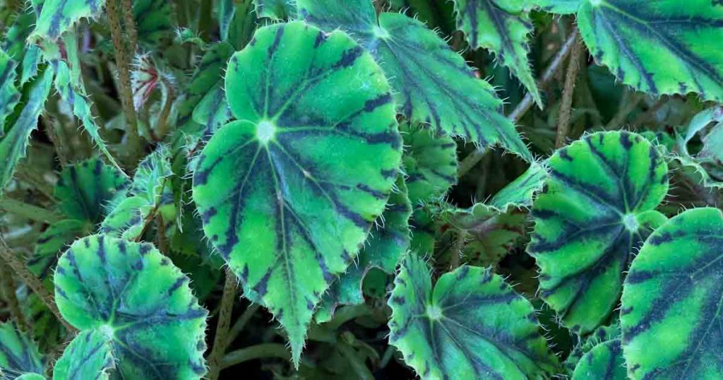 Begonia mazae nigricans