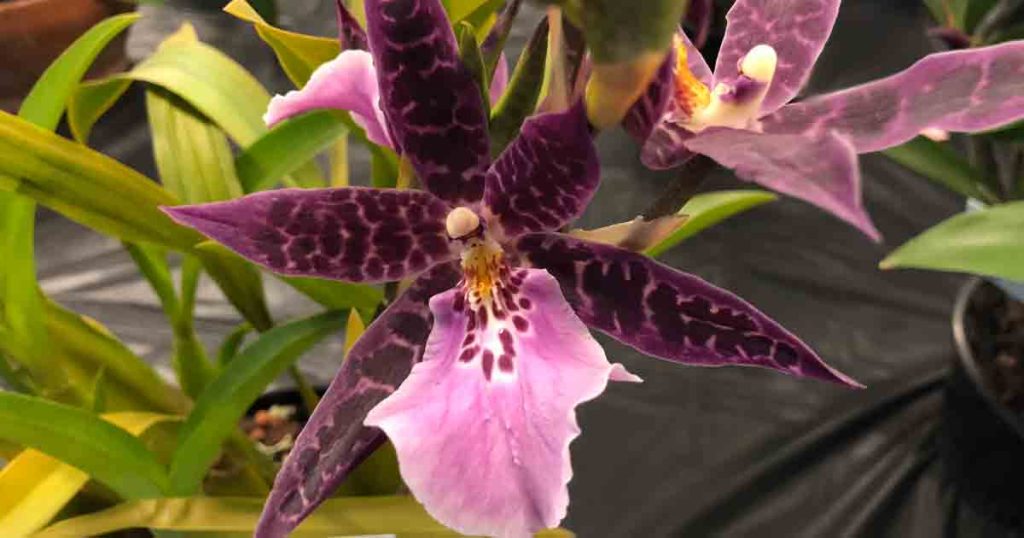 Bratonia Orchid - Purple Dragon Spitfire
