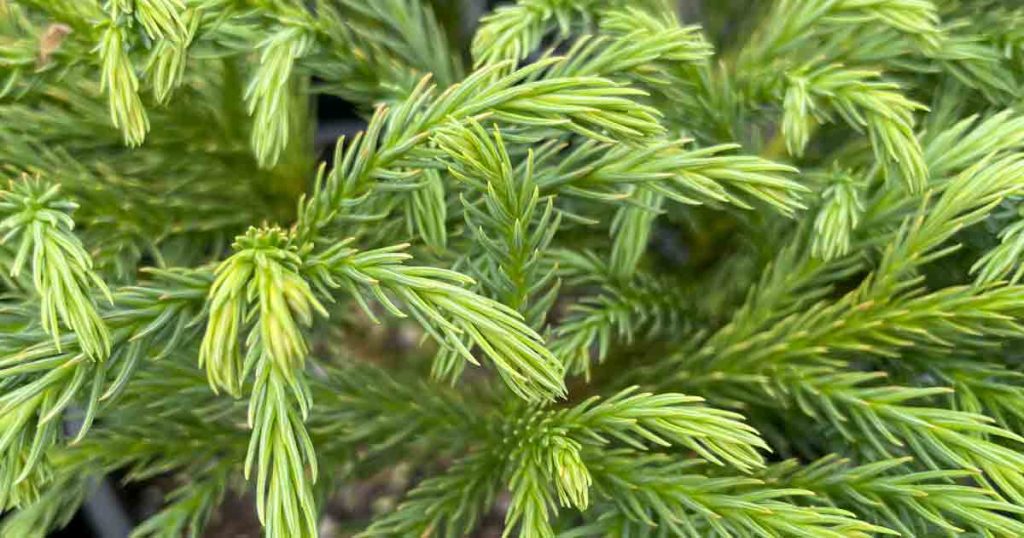 Cryptomeria japonica 'Globosa Nana'