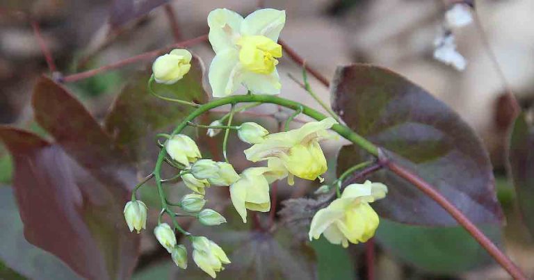 Epimedium × versicolor 'Sulphureum'