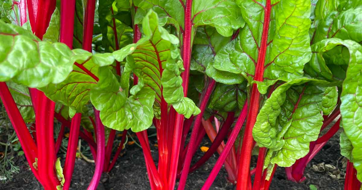 How to Grow Swiss Chard From Seed Nurseries Online USA