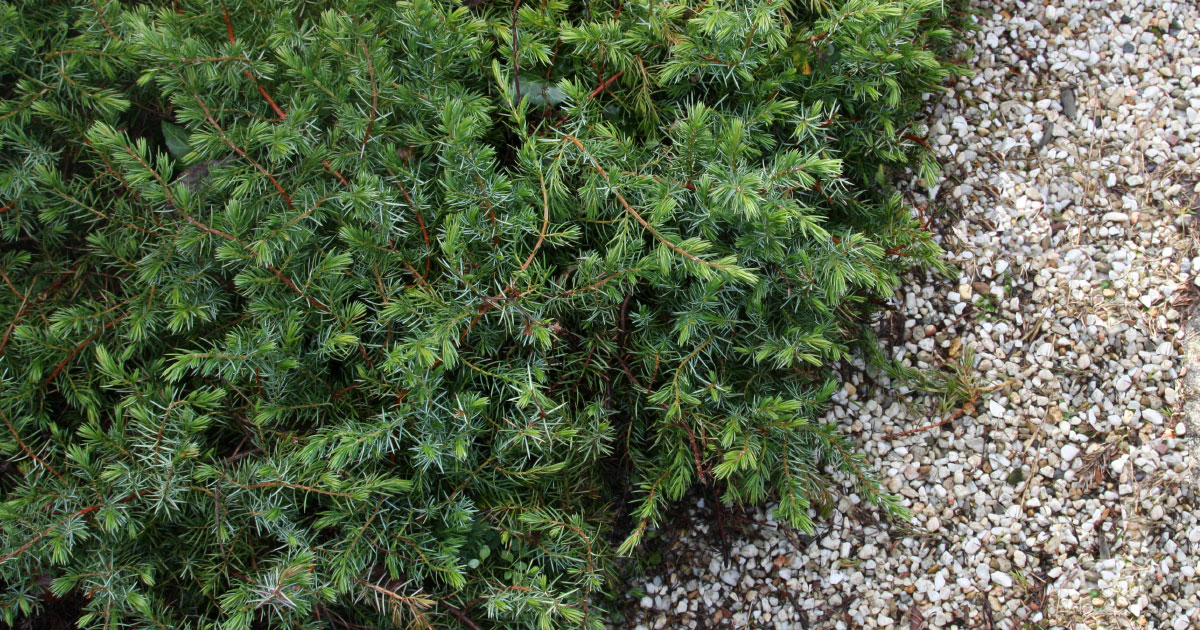 Juniperus conferta 'Silver Mist' (Silver Mist Shore Juniper
