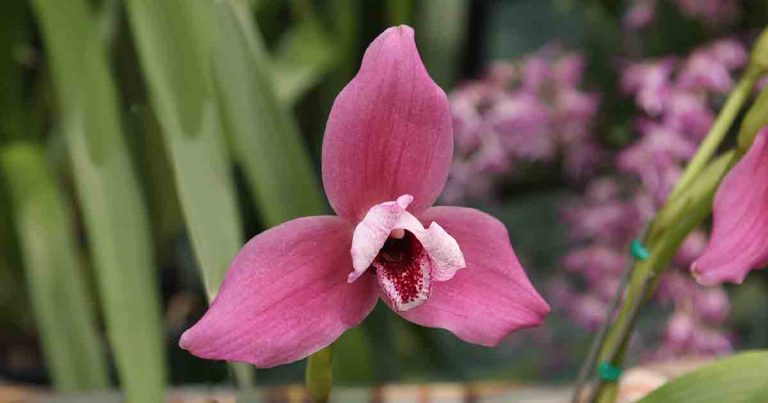 Lycaste Orchid