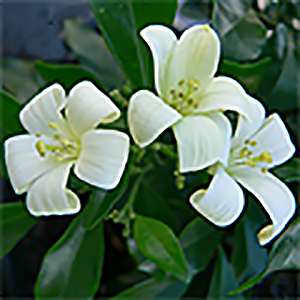 Murraya paniculata 'Orange Jasmine'