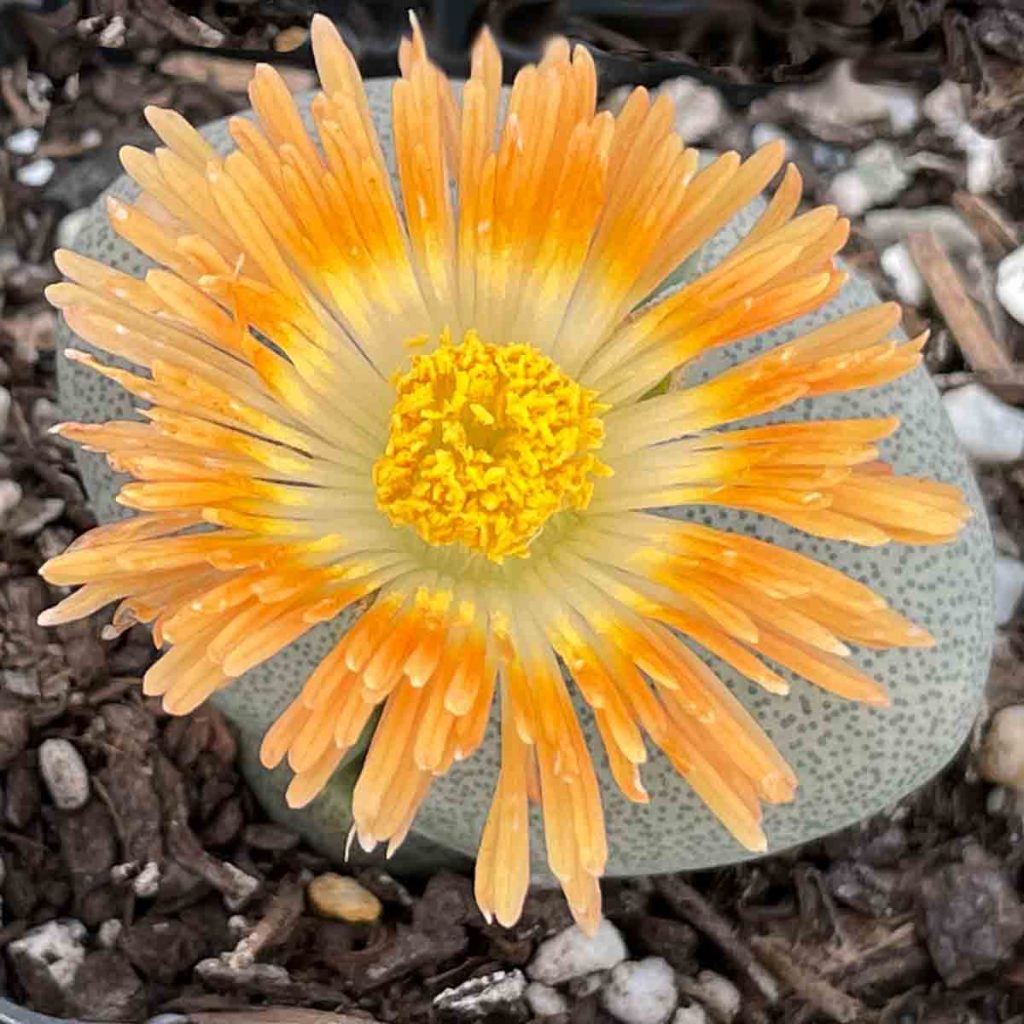 Pleiospilos Nelii -Flower