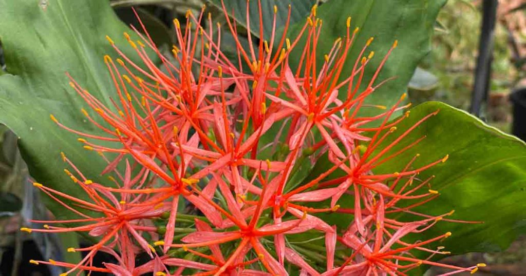 Scadoxus multiflorus ssp katharinae