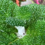 Sinningia bullata - Emerald Green