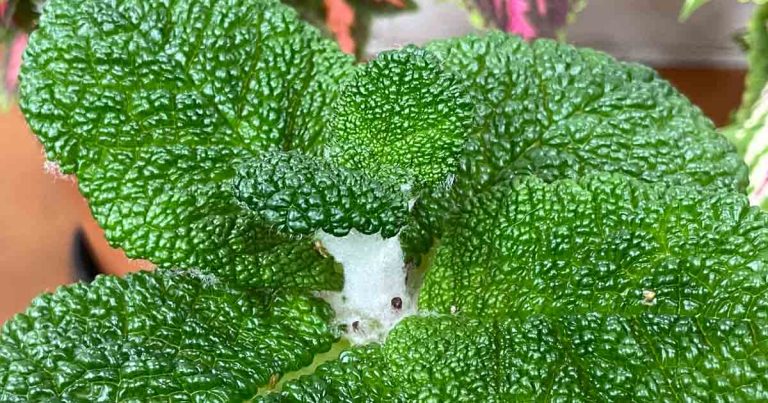 Sinningia bullata - Emerald Green