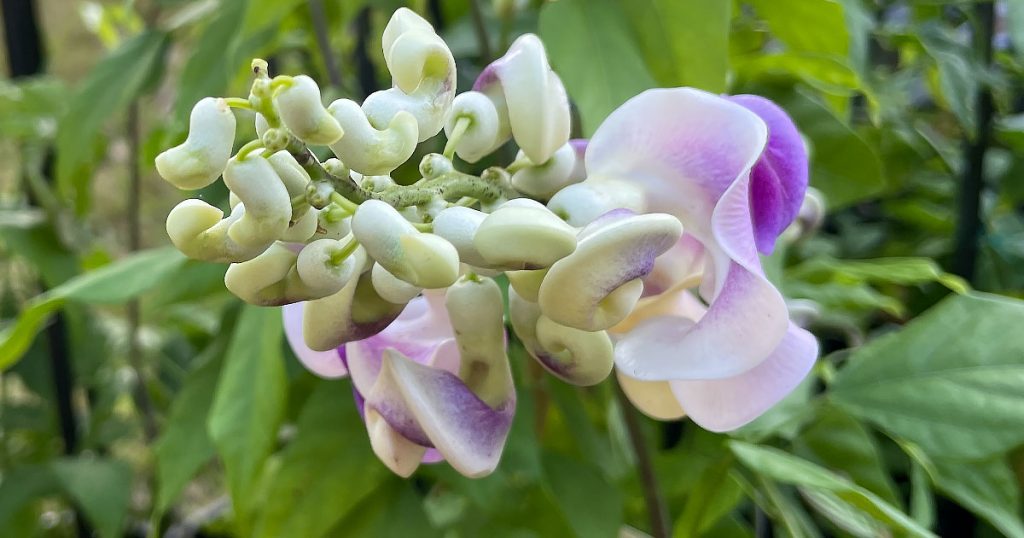 The Snail Vine - Cochliasanthus caracalla syn. Vigna caracalla 