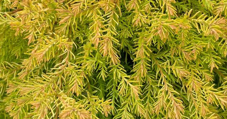 Thuja occidentalis 'Rheingold'