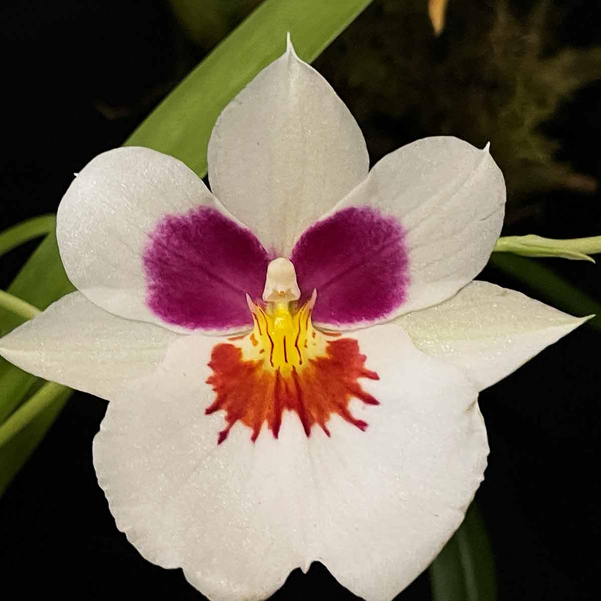 Miltoniopsis Orchid