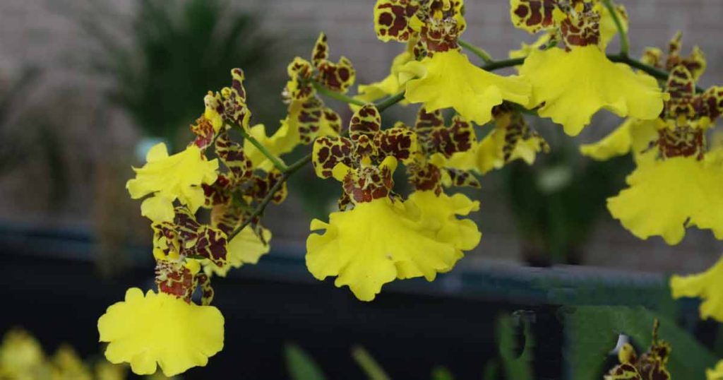 Oncidium Orchid