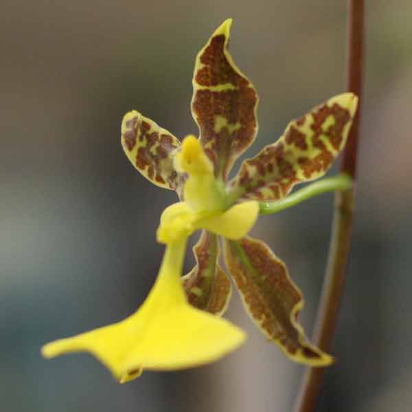 Oncidium undulatum