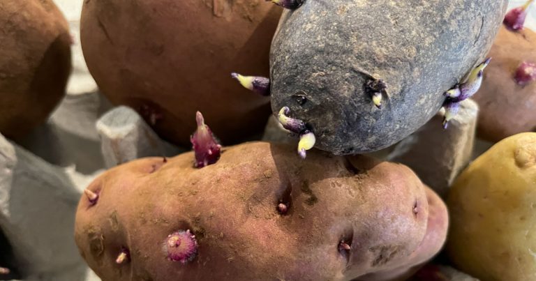 Chitting or Sprouting Potatoes