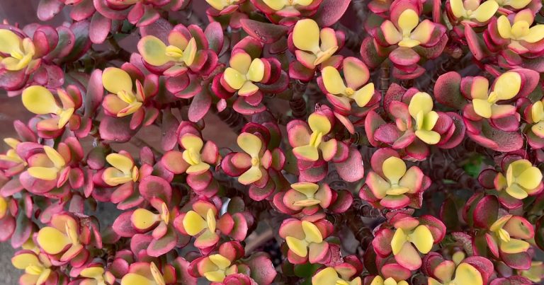 Crassula ovata 'Autumn Glow'