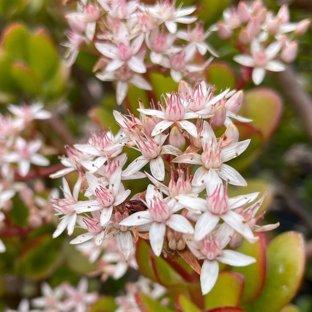 Crassula ovata Flower