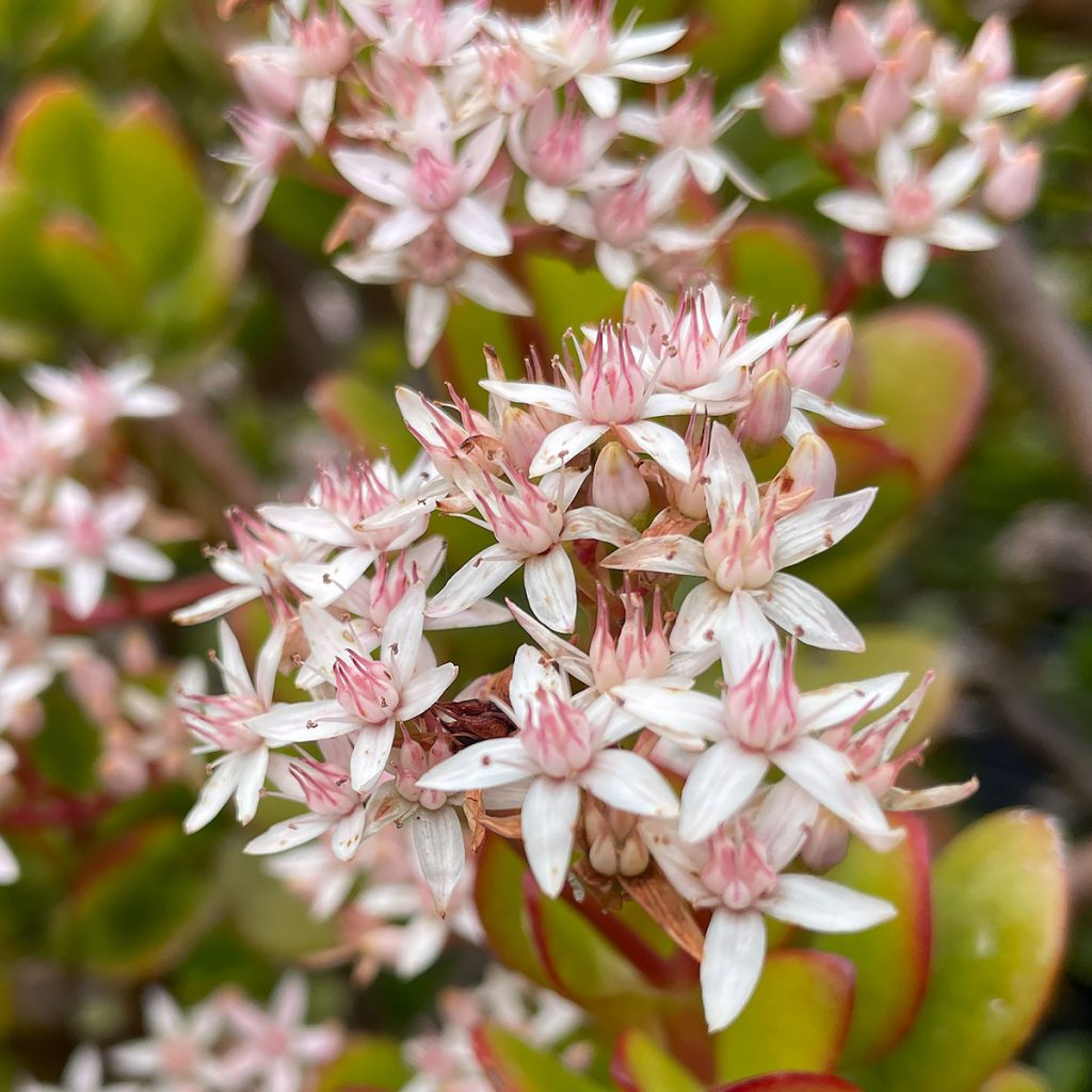 Crassula ovata Flower