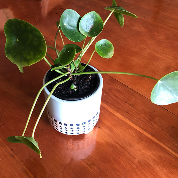 Pilea peperomioides