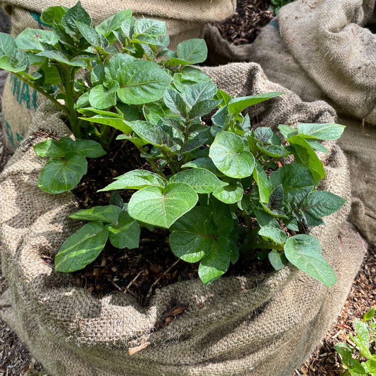 Potato Grow Bags